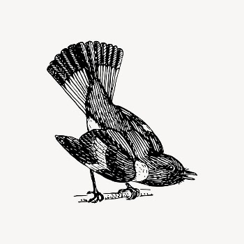 Redstart bird drawing, vintage animal | Free Vector Illustration - rawpixel
