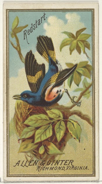 Redstart, from the Birds of America | Free Photo - rawpixel