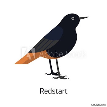 Redstart isolated on white background