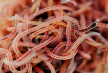 Reducing food waste by producing high quality worm biomass - WUR