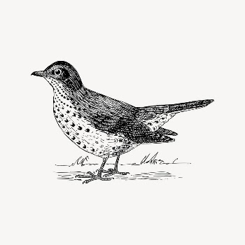 Redwing bird drawing, vintage animal | Free Vector Illustration - rawpixel