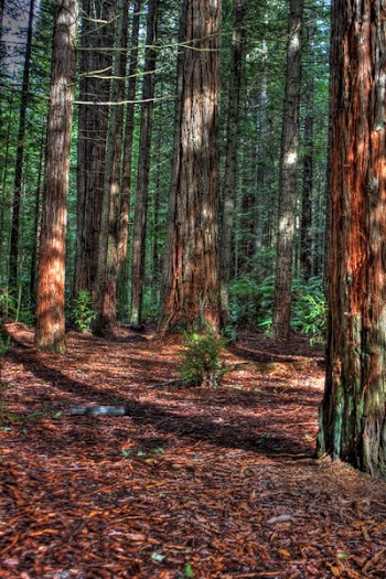 Redwood Forest.jpg