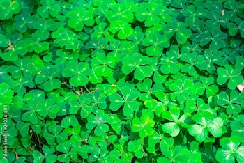 Redwood sorrel (Oxalis oregana) background