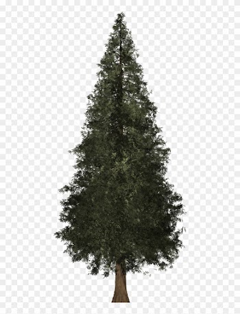Redwood Tree - Christmas Tree Images With Out Decoration