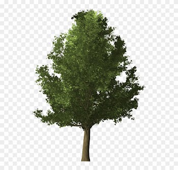Redwood Tree Cliparts 24, Buy Clip Art - Common Lime Tree Png