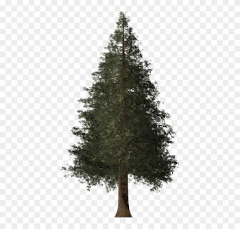 Redwood Tree Cliparts - Cropped Tree