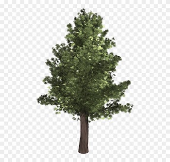 Redwood Tree Cliparts - Tree Front Png