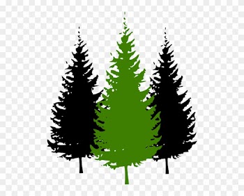 Redwood Tree Drawing With Roots For Kids - Pine Tree Silhouette