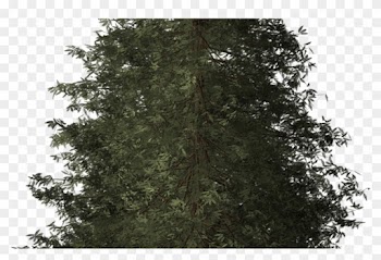 Redwood Tree Redwood Tree Nature Transparent Image - Cropped Tree