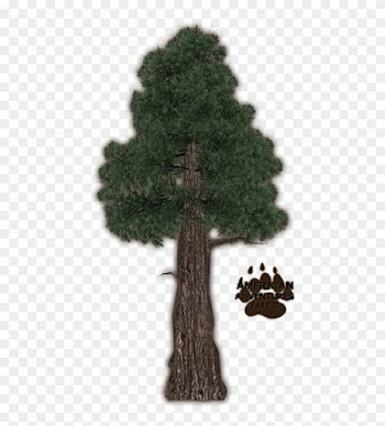Redwoodcoast Jimmyzhoopz - Coast Red Wood Tree Png