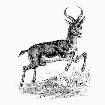 Reedbuck deer jumping | Free stock vector - 572876
