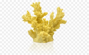 Reef aquarium Coral reef Animal - coral 