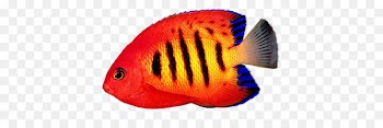 Reef aquarium Desktop Wallpaper Flame angelfish - fish 