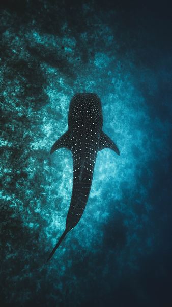 Reef shark swimming in the Maldives