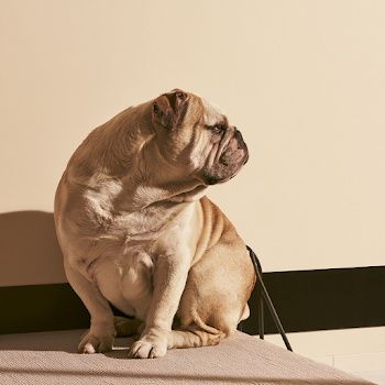 Refined English Bulldog in Profile
