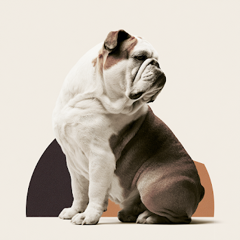 Refined English Bulldog Profile