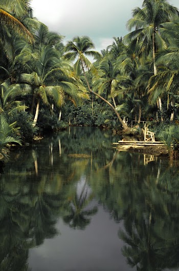 Reflection of Coconut Trees on Body of Water