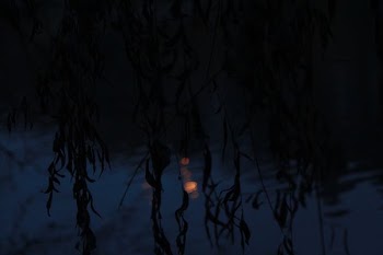 reflection of plants on body of water during daytime