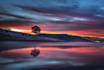 Reflection of Tree on Body of Water during Golden Hour