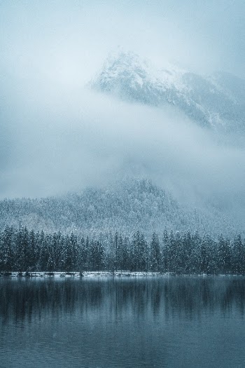 Reflection of Trees