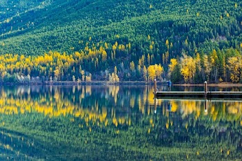 Reflection of Trees in Lake