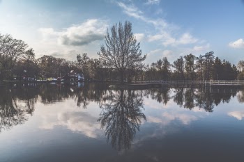 Reflection of Trees on Body of Water