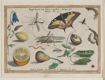Regum locustae non habent, et | Free Photo - rawpixel