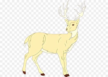 Reindeer