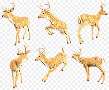 Reindeer