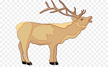 Reindeer