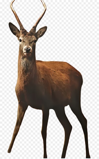 Reindeer