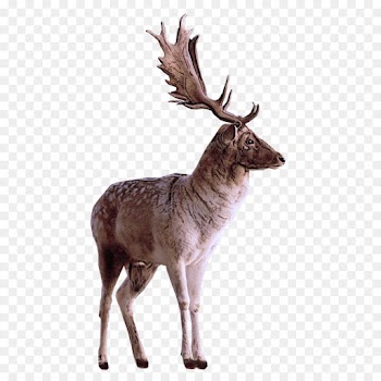 Reindeer
