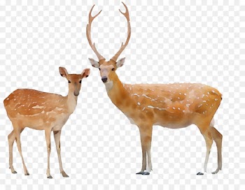 Reindeer