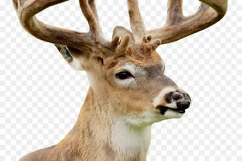 Reindeer