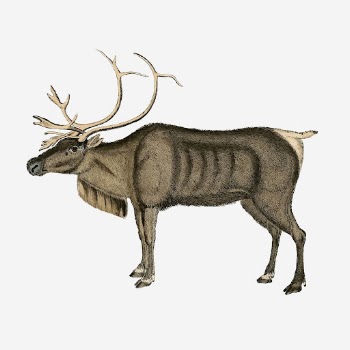 Reindeer, animal illustration. Free public | Free Photo Illustration - rawpixel