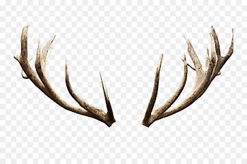 Reindeer Antler Clip art Portable Network Graphics - deer 