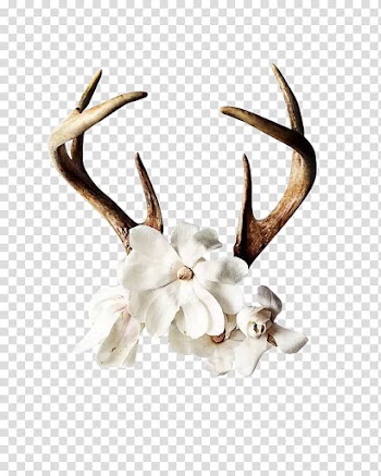 Reindeer Antler Flower Wall decal, Antlers Flower transparent background PNG clipart