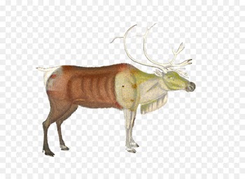 Reindeer, Cattle, Elk, Wildlife PNG