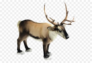 Reindeer Clip art - Reindeer PNG Clipart 