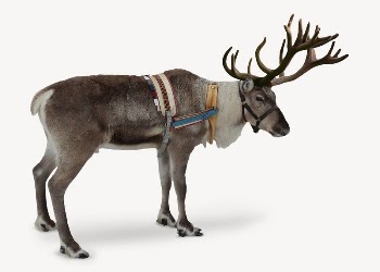 Reindeer collage element, animal design | Free PSD - rawpixel