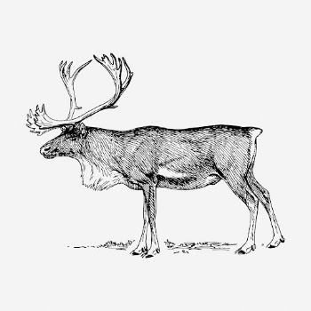 Reindeer drawing, vintage wildlife illustration. | Free Photo - rawpixel