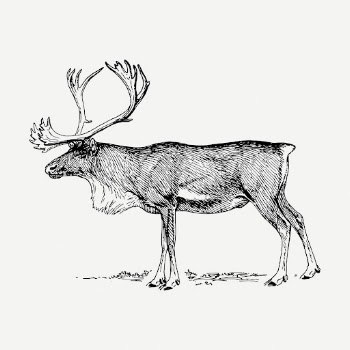 Reindeer drawing, vintage wildlife illustration | Free PSD - rawpixel