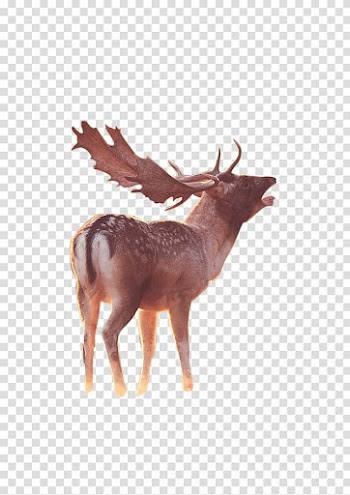 Reindeer Elk, deer transparent background PNG clipart