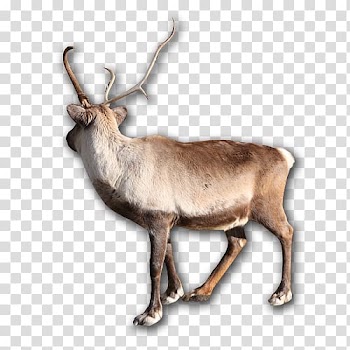 Reindeer Elk Horn Animal Wildlife, deer transparent background PNG clipart