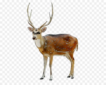 Reindeer Elk White-tailed deer Antler -  