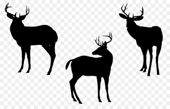 Reindeer, Elk, Whitetailed Deer, Mammal, Vertebrate PNG