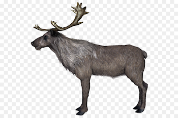 Reindeer Food chain The Elder Scrolls V: Skyrim Antler - Reindeer ...