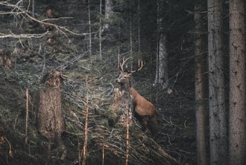 Reindeer In The Woods