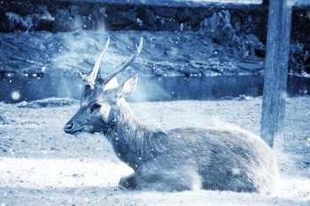 Reindeer Laying on Ground