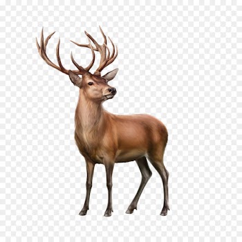 Reindeer Moose Portable Network Graphics Clip art - reindeer 